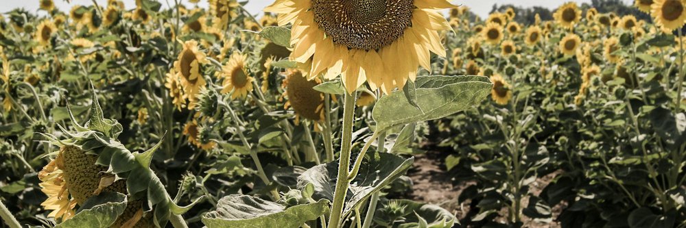 Cem Özdemir, Spitzenkandidat für die Bundestwagswahl 2017: BÜNDNIS 90/DIE GRÜNEN Cem Özdemir, Spitzenkandidat für die Bundestwagswahl 2017: BÜNDNIS 90/DIE GRÜNEN
