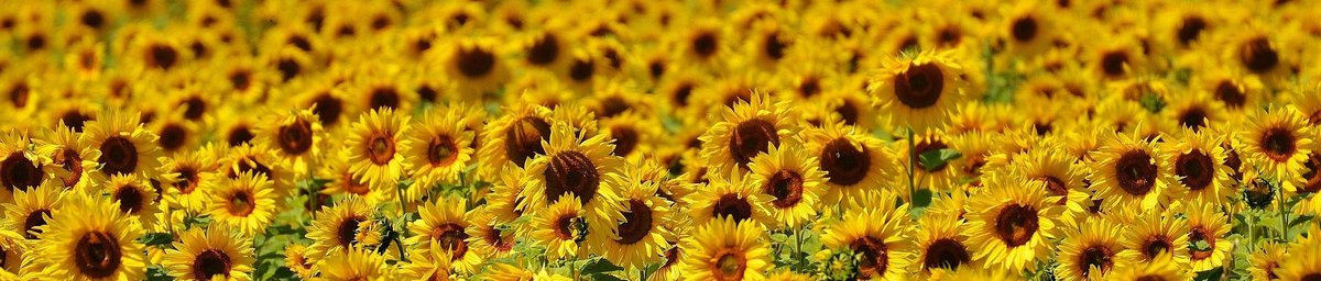 Schlüsselbild: Sonnenblumen (c) Alexas_Fotos / pixabay