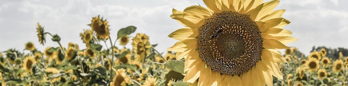 AKAI AA 1050 - Receiver (c) hifi-vintage-shop.com