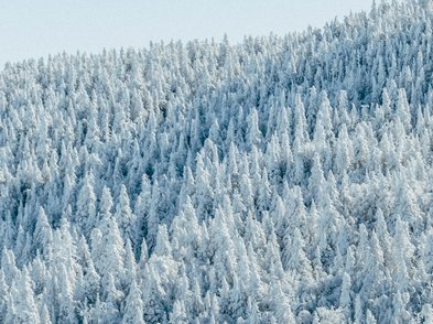 Chat TYPO3 GRÜNE (Screenshot)