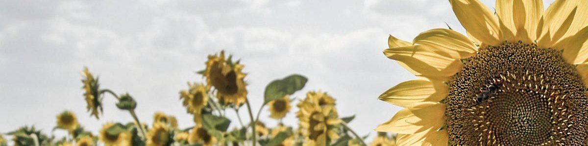 Braun C 301 - Tapedeck (c) hifi-vintage-shop.com