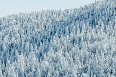 Wald im Winter (c) Nicolas Cool / unsplash